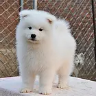 嘉兴萨摩耶犬舍基地常年出售纯种萨摩耶双血萨摩耶幼犬