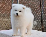 吕梁想买萨摩耶的幼犬 哪里有卖萨摩耶多少钱一只