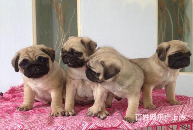 建昌宠物 建昌狗狗 建昌巴哥犬图片由用户自行上传,本网站无法鉴别所