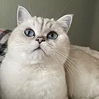 为天使猫咪找新家