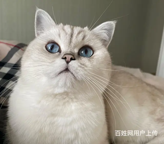 为天使猫咪找新家 - 图片 1