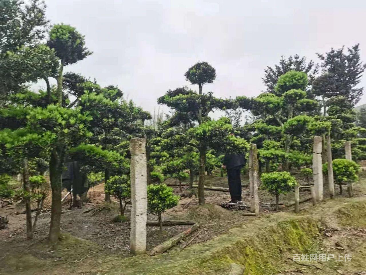 罗汉松哪里最多又低价(罗汉松哪里最多又低价又好养)