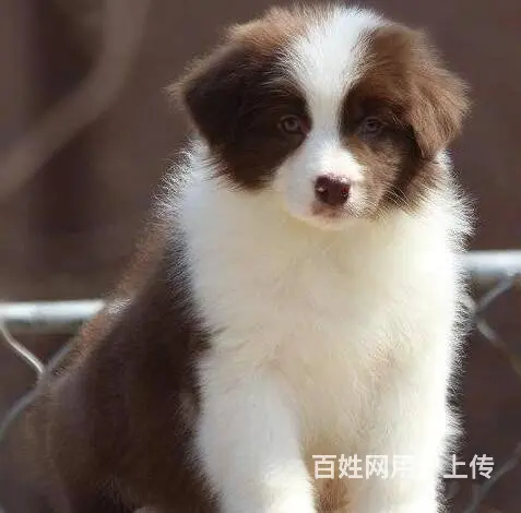 纯种边境牧羊犬哪里可以买到、边境牧羊犬幼犬多少钱一 - 图片 3