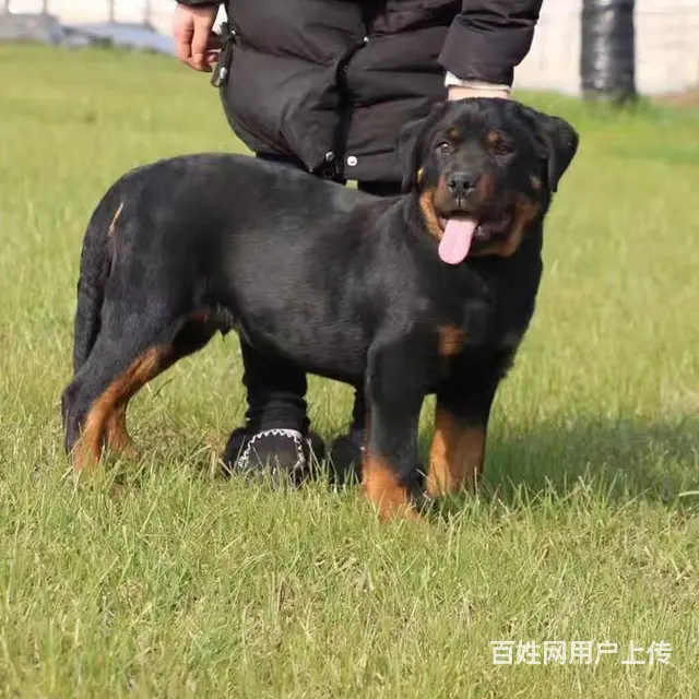 精品罗威纳大量幼犬罗威纳价格罗威纳性格图片视频 - 图片 6