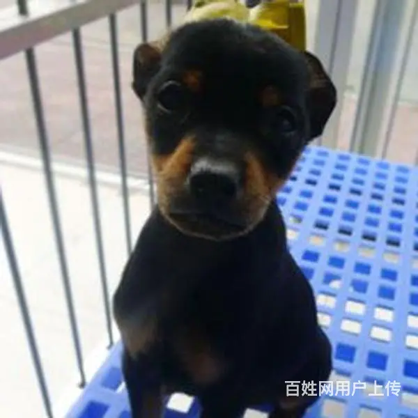 六安哪里什么地方有卖小鹿犬 小鹿犬高品质幼犬 - 图片 6
