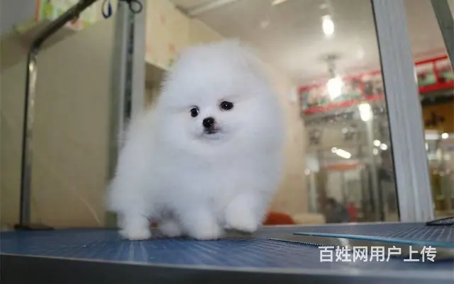 北京出售纯种博美幼犬 博美价格 - 图片 1