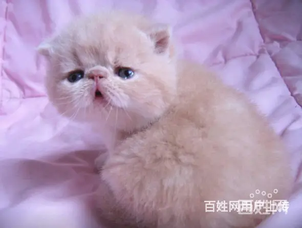 精品繁殖暹罗猫 品相佳 疫苗驱虫全无廯 签协议 - 图片 2