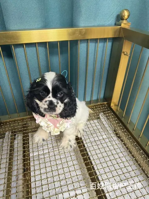 美国可卡犬幼犬找家长 - 图片 2