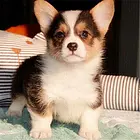 成都哪里可以买到精品柯基犬 柯基连锁店