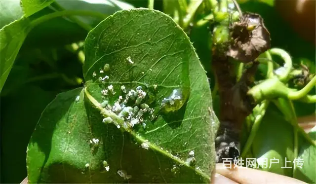 柑橘果树蚧壳虫木虱防治抗性木虱蚧壳虫解决方案 - 图片 5