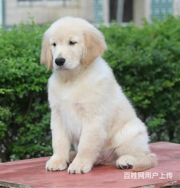 广州纯种金毛犬价格 狗舍直销 包纯种健康签协议 - 图片 7