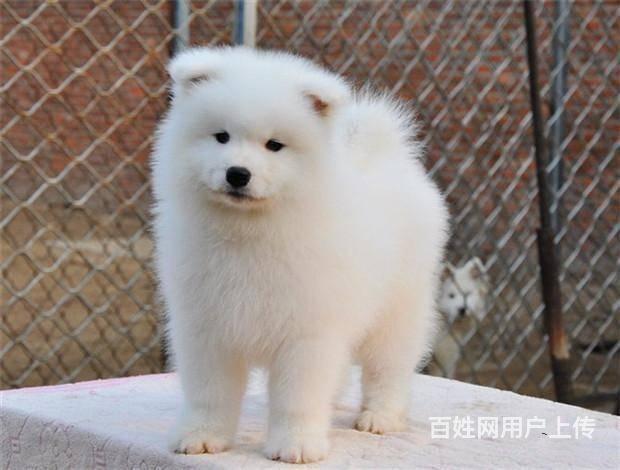 纯种萨摩  赛级萨摩多少钱一只 保健康 京诺犬业的图片