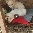 呆萌柯基出售