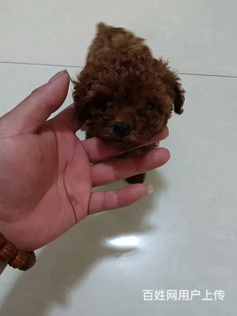 泰迪狗 - 图片