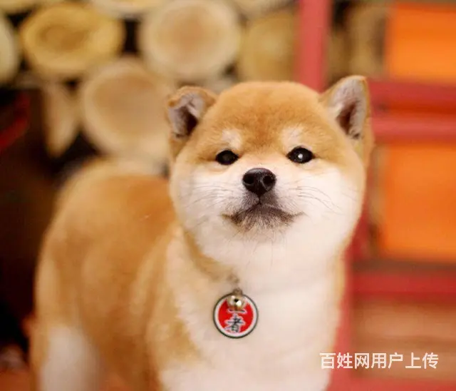 纯种柴犬 赤红色柴犬 黑色柴犬 三个月包退换保健康 - 图片 8