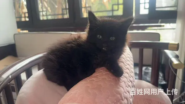家庭式繁殖缅因猫 - 图片 3