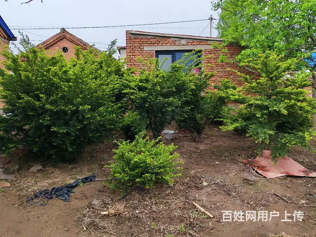 低价出售沈阳塔柏，红豆杉灌木，五角枫乔木 - 图片 9
