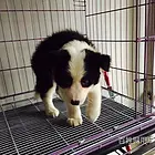 邵阳卡斯罗一般价位【卡斯罗犬舍】地址