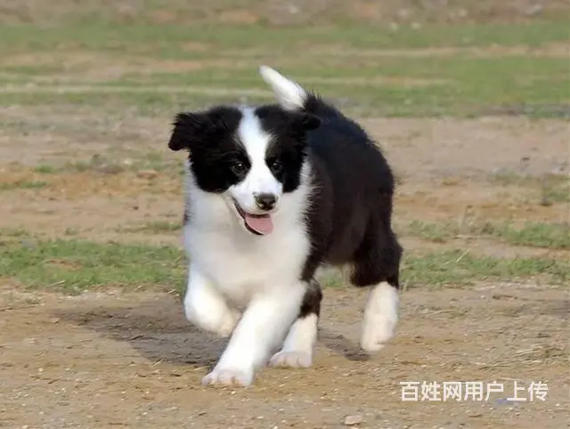 哪里有边境牧羊犬 边牧多少钱一只 纯种边牧多少钱 - 图片 3
