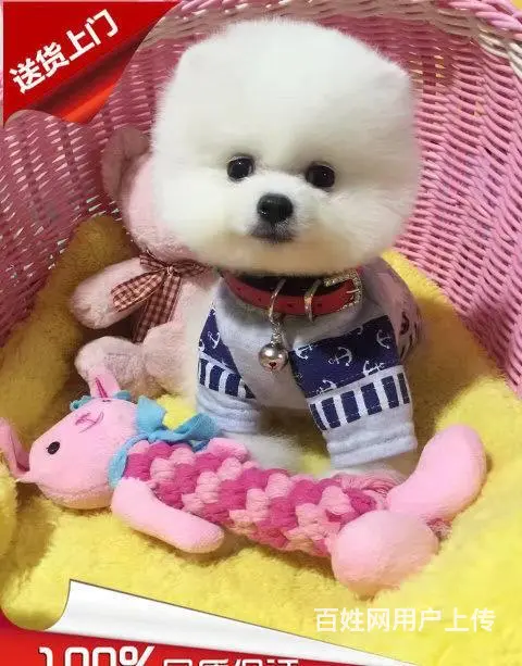 纯种博美 哈多利球体博美 白色博美犬多少钱一只 - 图片 7