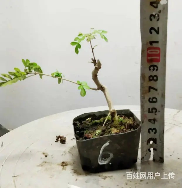 花木盆景电商平台淘宝网盛世鑫毅植物园艺术总监杨世毅 - 图片 8