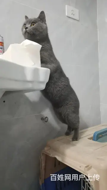 一岁母猫转让未绝育 - 图片