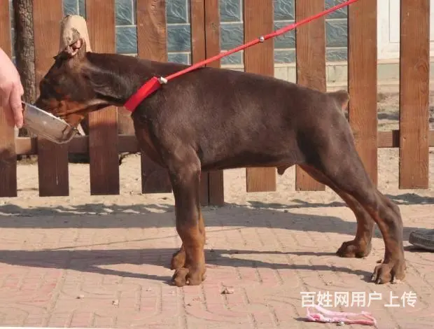 杜宾犬价格_德系杜宾_杜宾犬多少钱_杜宾犬图片 - 图片 9