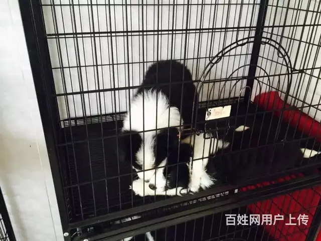 辽阳哪儿有纯种边牧出生，纯种边牧价位表 - 图片 8