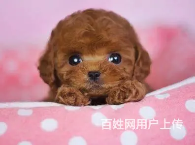 赤峰泰迪多少钱一只 泰迪价格 纯种泰迪 保健康 - 图片 10