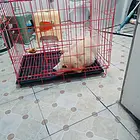 赛级金毛