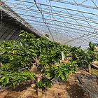 普兰店樱桃蔬菜温室大棚转让出租