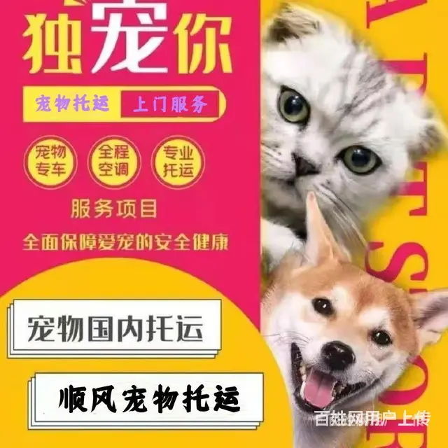 2022兰考县宠物托运（猫狗）邮寄快递（宠物活体运输新*闻） - 图片 4
