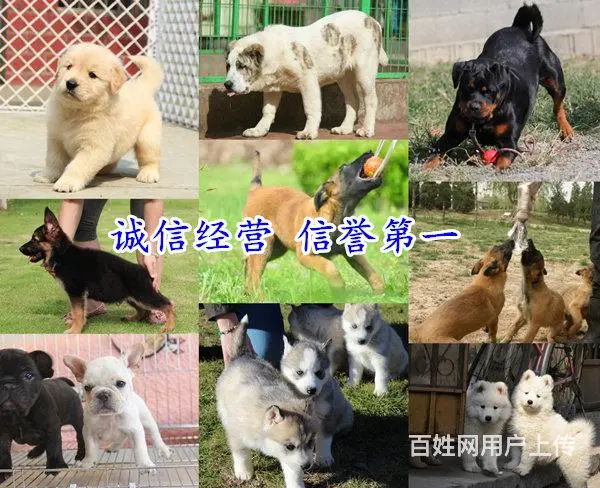 安徽黄山屯溪拉布拉多哪里出售联系电话 - 图片 9