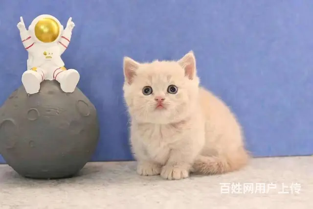 曼基康矮脚猫多少钱 拿破仑好养吗 矮脚拿破仑照片 - 图片 7