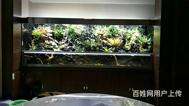 {苏州鱼乐天地水族}专业鱼缸清洗鱼缸养护，上门服务 - 图片 5