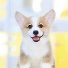 纯种柯基幼犬  直销柯基犬 驱虫 疫苗都已按时做好