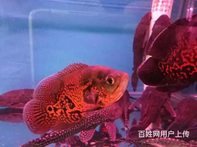 鱼缸观赏鱼送货到家 - 图片 10