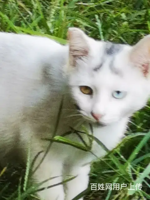 漂亮猫咪领养，山东狮子头，暹罗，双瞳孔的小白猫 - 图片 2