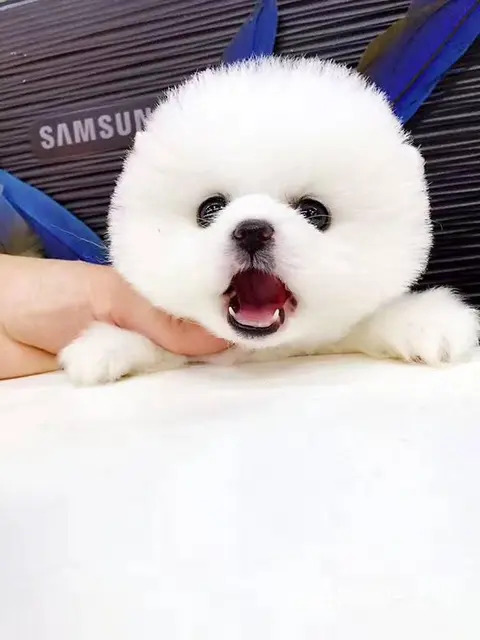纯血统 博美幼犬 3月包退换 3年保品质 签订 - 图片 9