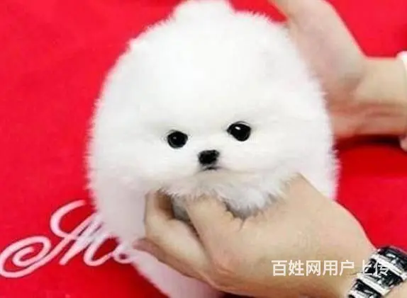 博美幼犬 博美图片 小体俊介博美多少钱一只 - 图片 1