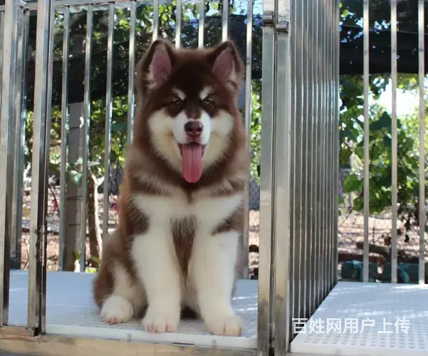 熊版大骨量巨型阿拉斯加雪橇犬 包健康 签协议 - 图片 6