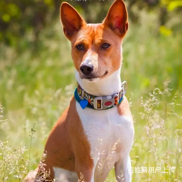 广州训犬/狗狗行为训练/训犬基地/训犬师培训 - 图片