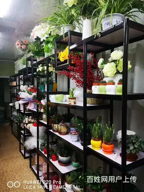 7640(七P)个人大通区桥头临街旺铺芸洋花店对外低价转让 - 图片 5