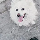 纯种银狐犬