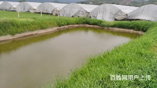 5751（商客网） 楚雄禄丰市彩云镇大棚转让 - 图片 11