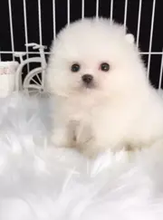 唐山博美多少钱一只 哈多利博美 博美犬幼犬 小博美