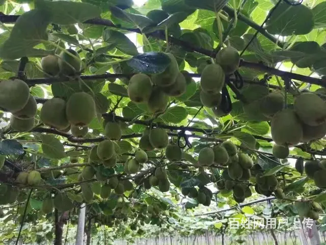 （易店）周村北郊镇大型猕猴桃果园带果实转让！ - 图片 11