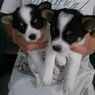 阜阳吉娃娃犬舍基地常年出售纯种吉娃娃双血吉娃娃幼犬