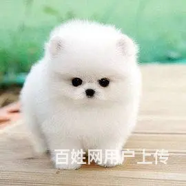 广州博美犬一只多少钱 实体犬舍 自家繁殖保健康 - 图片 7