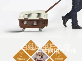 【同城推荐】宜春靖安大型犬舍出售比格犬 纯种健康的图片